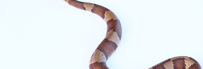 Fototapeta premium Venomous Copperhead snake isolated on white background.