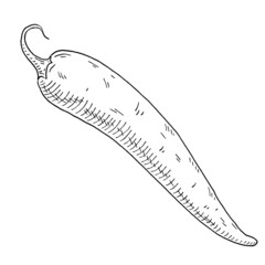 Whole pepper chilli. Vintage hatching black illustration.