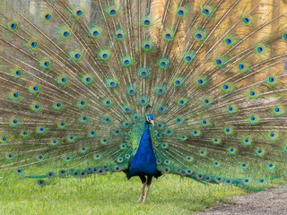 Obraz premium Male Peacock in Full Display