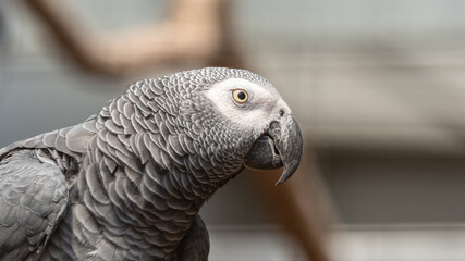 Close Up African Grey Parrot