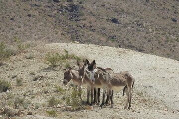 Naklejka premium Wild burros enjoying a beautiful day in the Mojave Desert, on the outskirts of Oatman, Mohave County, northwestern Arizona. 