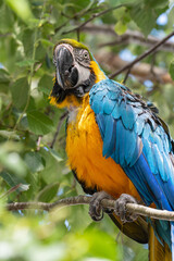 Blue and Yellow Macaw in a Tree