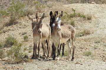 Wild burros enjoying a beautiful day in the Mojave Desert, on the outskirts of Oatman, Mohave...
