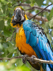 Blue and Yellow Macaw in a Tree