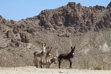 Obraz premium Wild burros enjoying a beautiful day in the Mojave Desert, on the outskirts of Oatman, Mohave County, northwestern Arizona. 
