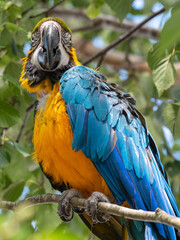 Blue and Yellow Macaw in a Tree