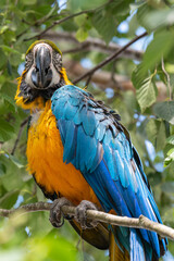 Blue and Yellow Macaw in a Tree