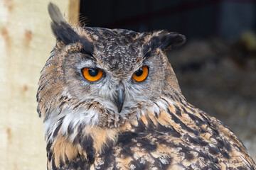Close Up Eurasian Eagel Owl