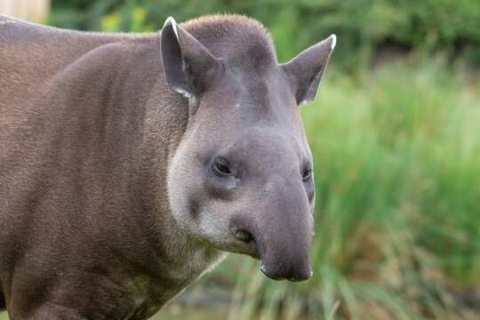 Adult Brazillian Tapir Walking on Grass