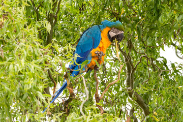 Blue and Yellow Macaw in a Tree