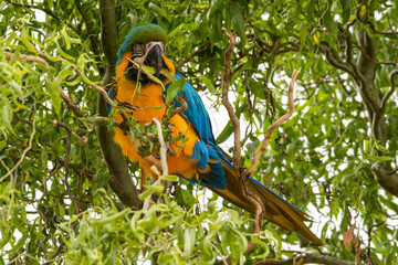 Obraz premium Blue and Yellow Macaw in a Tree