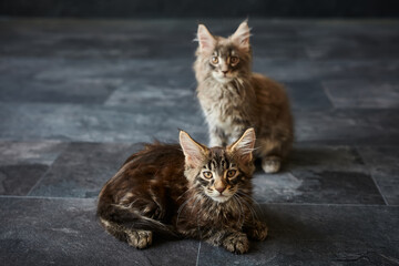 Cute tabby cat lying on floor at home