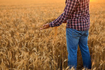 Naklejka na ściany i meble Amazing view with Man In A Field Of Wheat Touched By The Hand Of Spikes
