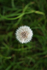 Fruchtstand einer Löwenzahn-Pflanze