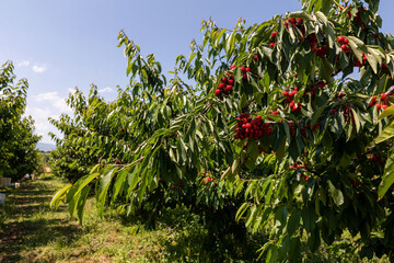 Fototapeta na wymiar cherry tree branch with ripe large fruits