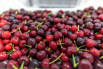 Harvest of red cherry collected in a box