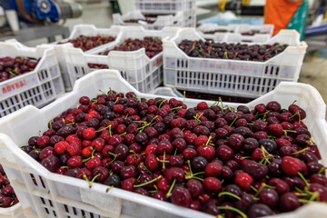 Harvest of red cherry collected in a box