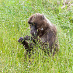 Gelada Monkey Sitting in Tall Grass