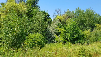 Fototapeta na wymiar Green and yellowish trees in summer