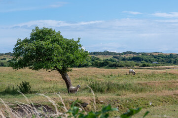 Windswept tree with sheep