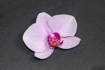 Fototapeta premium sweet desert with archide flower for baqckground and postcards