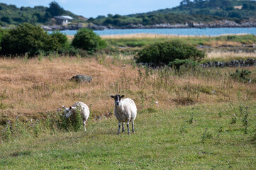 Sheep grazing on the coast.