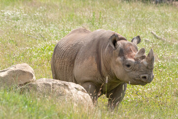 Obraz premium Eastern Black Rhino Standing on Grass