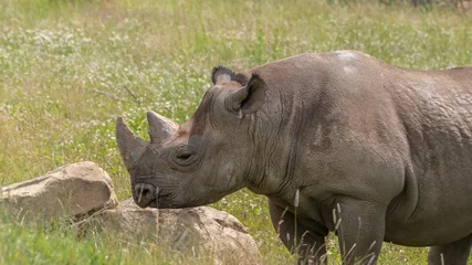 Foto op Plexiglas Eastern Black Rhino Standing on Grass © Ian