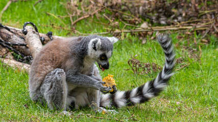 Ring-Tailed Lemur Sitting on the Ground