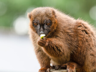 Red-Bellied Lemur Eating Food