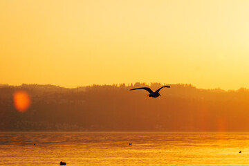 Fototapeta na wymiar Vogel am Zürichsee (Schweiz) bei Sonnenuntergang