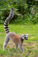 Naklejka premium Ring-Tailed Lemur Walking on the Ground