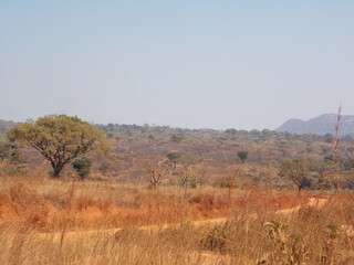 Beautiful Landscape of the African Savannah