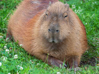 Capybara Laying in a Mud Bath