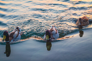 Drei Enten am Zürichsee (Schweiz)