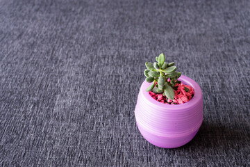 Small green plant in pink pot, on gray background.