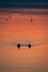 Sonnenuntergang am Zürichsee (Schweiz) mit zwei Enten