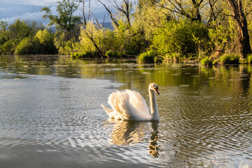 White swan swimming in the Savica lake, Zagreb city during beautiful summer sunset