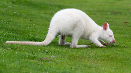 Young Albino Wallaby Standing on Grass