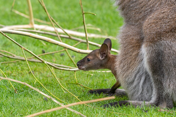 Very Young Joey Wallaby in its Mothers Pouch