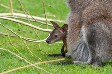 Fototapeta premium Very Young Joey Wallaby in its Mothers Pouch