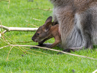 Very Young Joey Wallaby in its Mothers Pouch