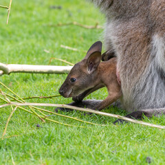 Very Young Joey Wallaby in its Mothers Pouch