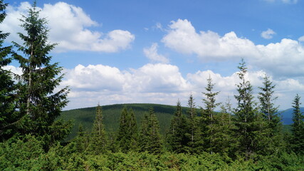 forest in the mountains