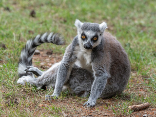 Ring-Tailed Lemur Sitting on the Ground