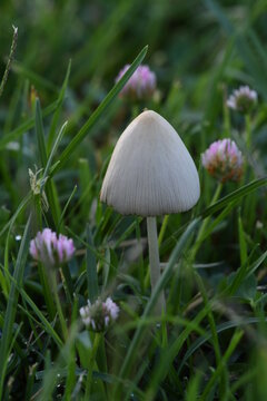 lawn mushroom or yard mushroom