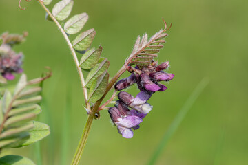 Close up of a bush vetch (vicia sepium) flower