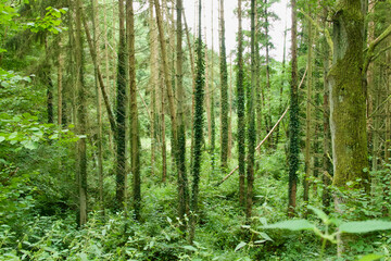 Obraz premium ivy on tree trunks