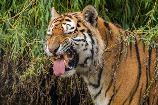 Siberian Tiger Showing its Teeth