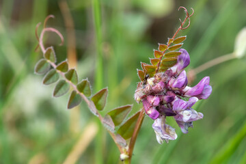 Close up of a bush vetch (vicia sepium) flower